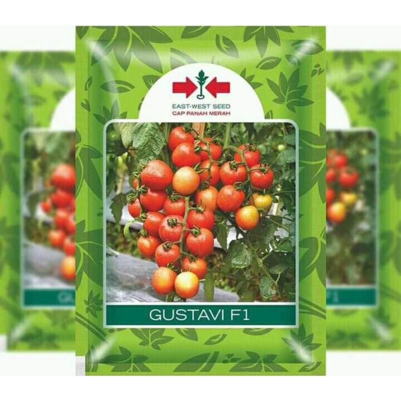 BENIH TOMAT GUSTAVI F1  CAP PANAH MERAH