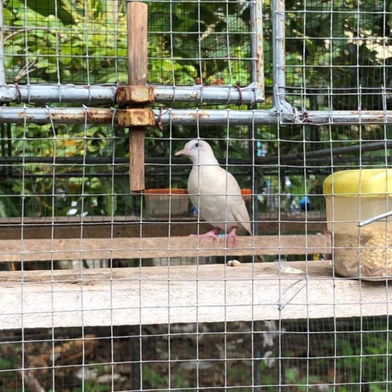 Perkutut putih mata merah lokal katuranggan