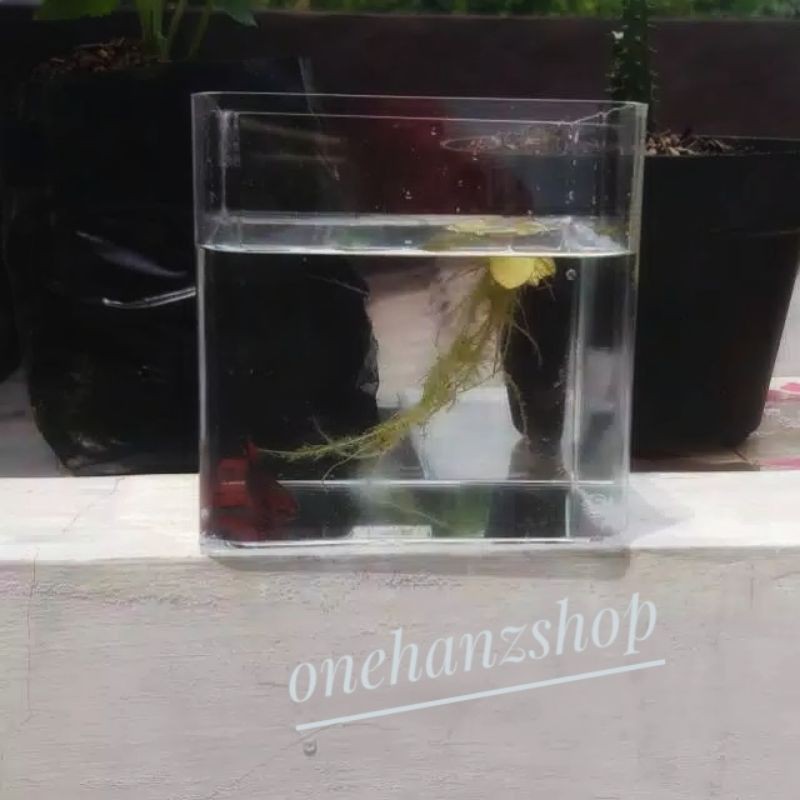 Soliter Cupang / Soliter Akrilik / 10 x 10 x 15/ Soliter Selfie / soliter 1 kamar