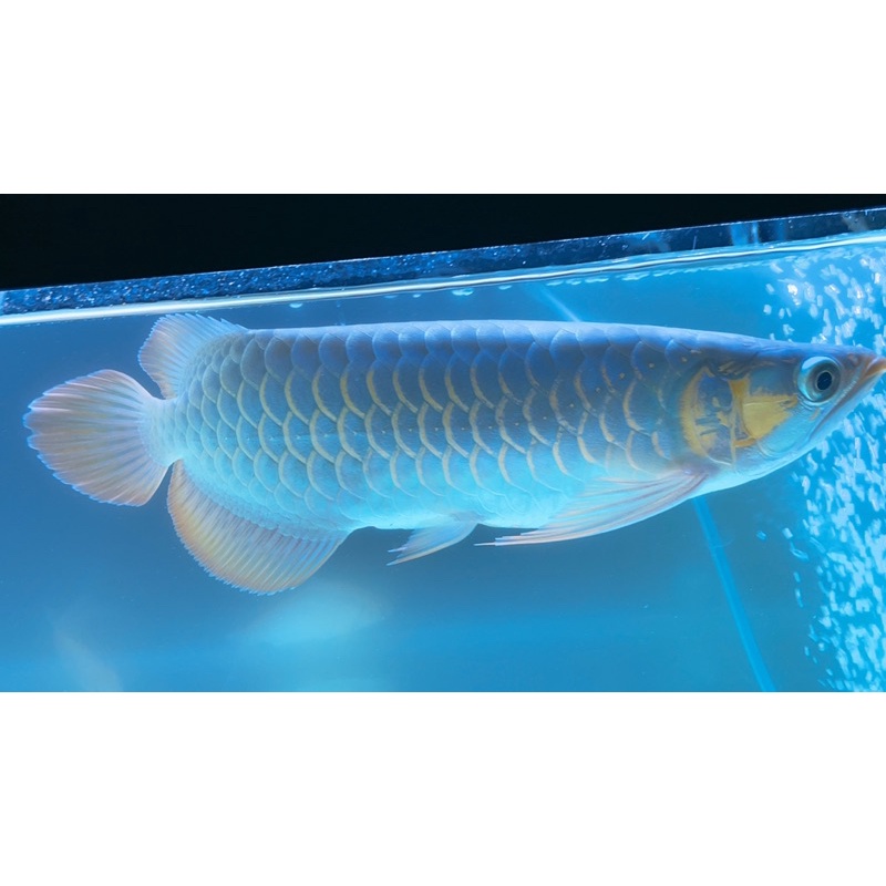 ARWANA SUPER RED METALIK UK 27cm up