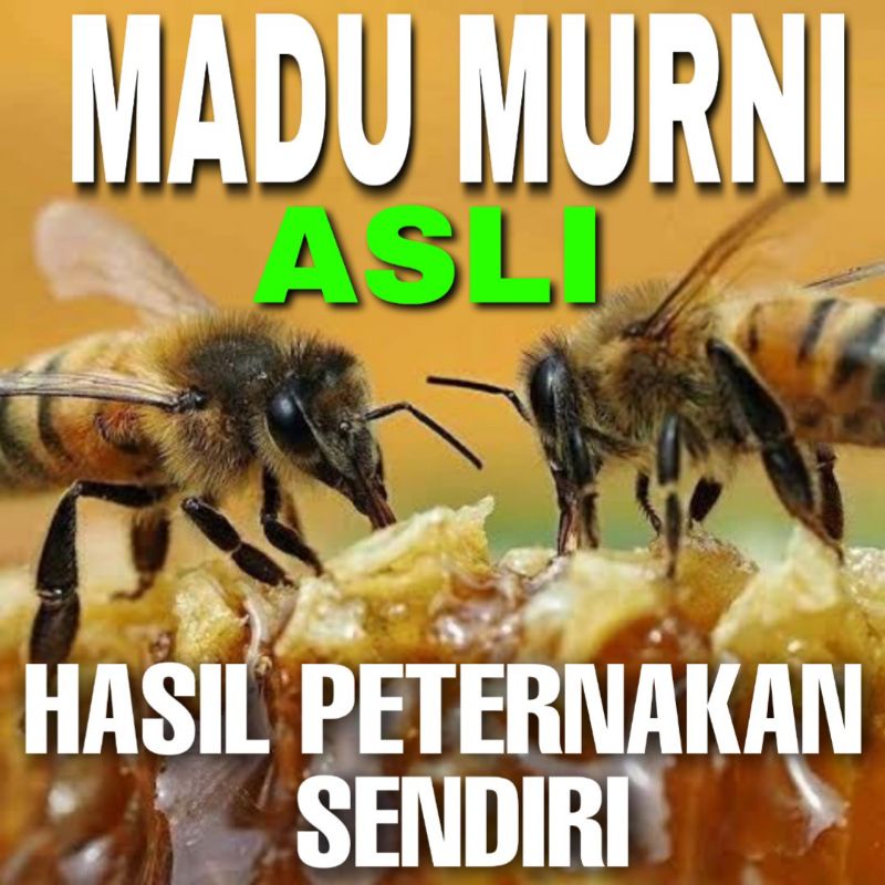 

MADU ASLI | MADU MURNI | MADU ORIGINAL | MADU PETERNAKAN SENDIRI
