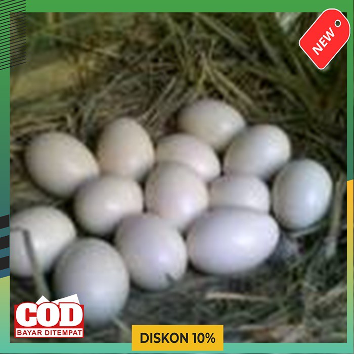 Telur Ayam Bangkok Fertil - Telur Bangkok