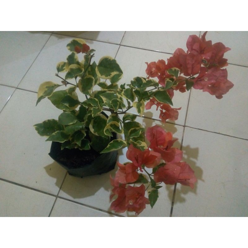 Bougenville varigata lokal