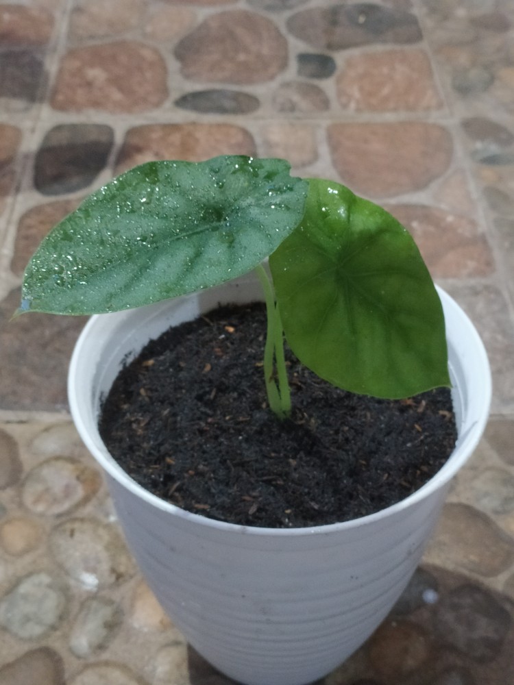 Alocasia Clypeolata Green Shield Tengkorak