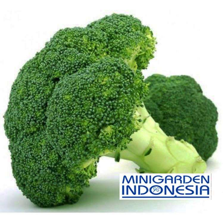 50 Benih Brokoli Hibrida GREEN SUPER F1 bibit tanaman sayur sayuran hidroponik