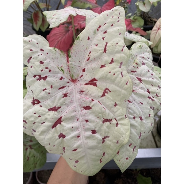 BIBIT CALADIUM WHITE LEOPARD