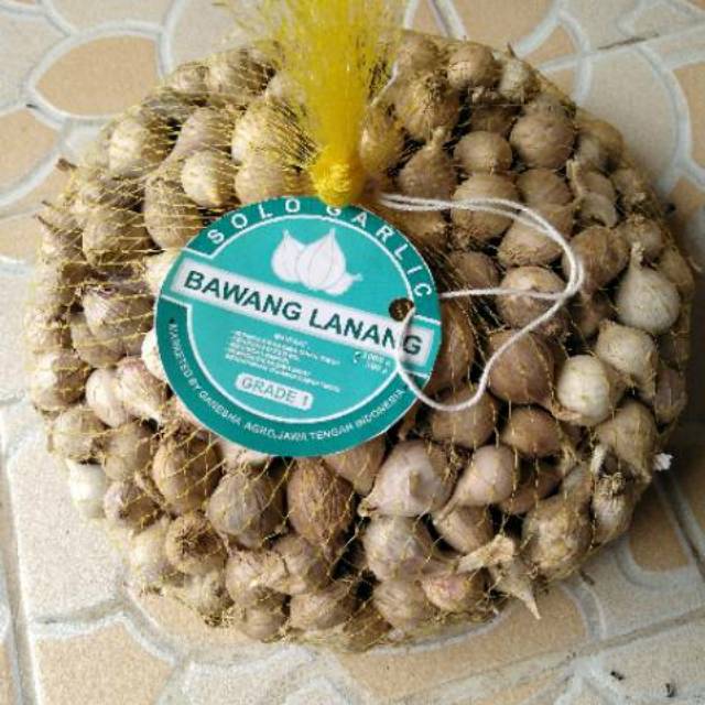 

Bawang Putih tunggal MEDIUM LOKAL/ukuran sedang