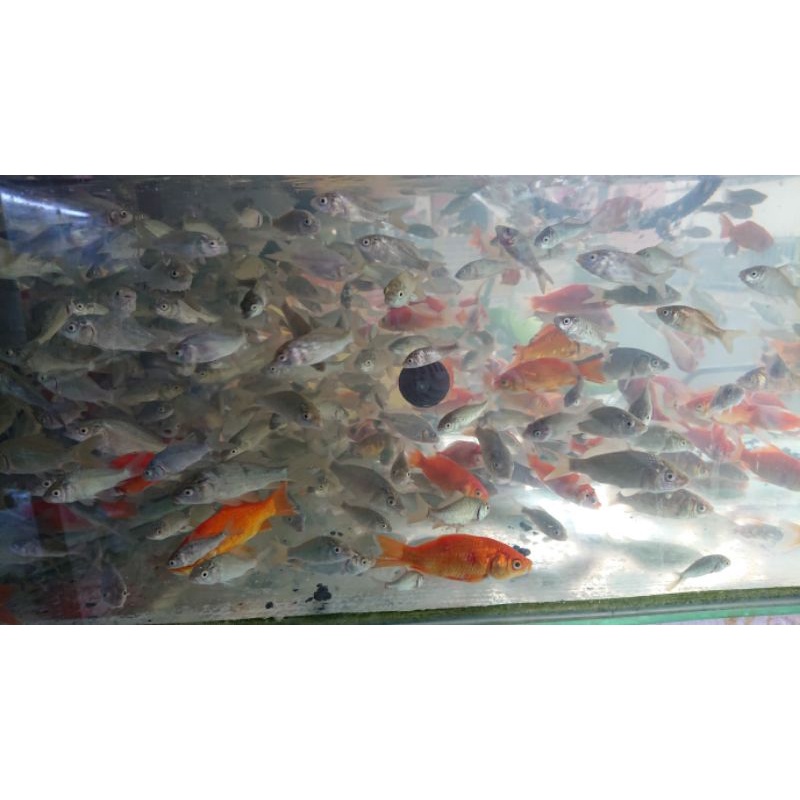 anakan ikan mas pakan predator literan