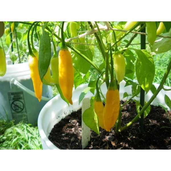 

Biji Cabe Lemon Drop Cabe Asam manis Sour and Sweet Pepper - Bibit Lemon Drop Cabe - COD