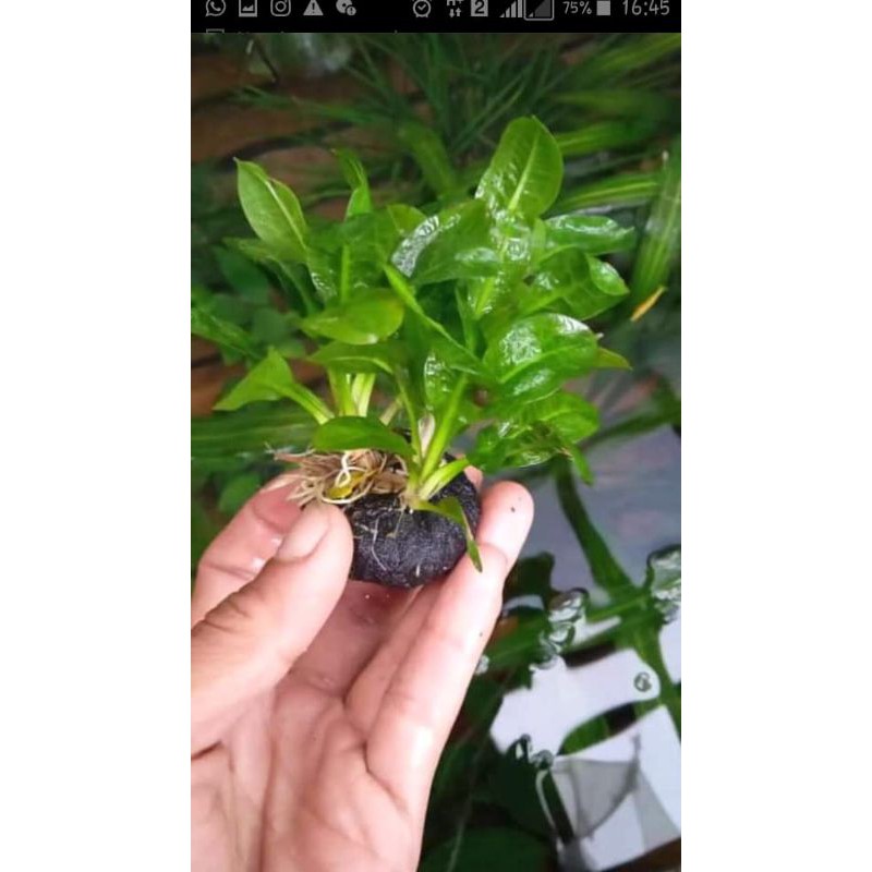 Amazone media wabikusa