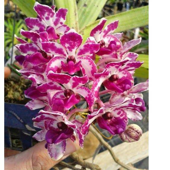 『Launching』 Anggrek rhynchostylis retusa dewasa ( pink putih )