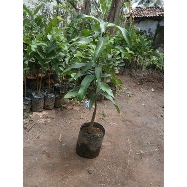 Bibit mangga namdokmai (golden)