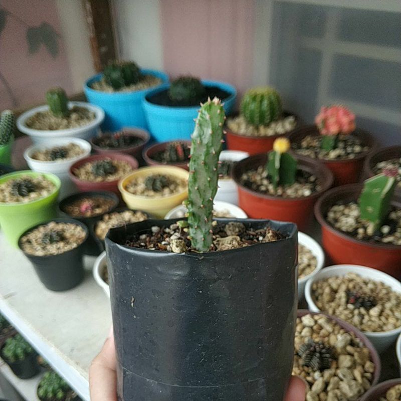 KAKTUS OPUNTIA MONACANTHA F. MONSTRUOSA VARIEGATA KAKTUS VARIEGATA