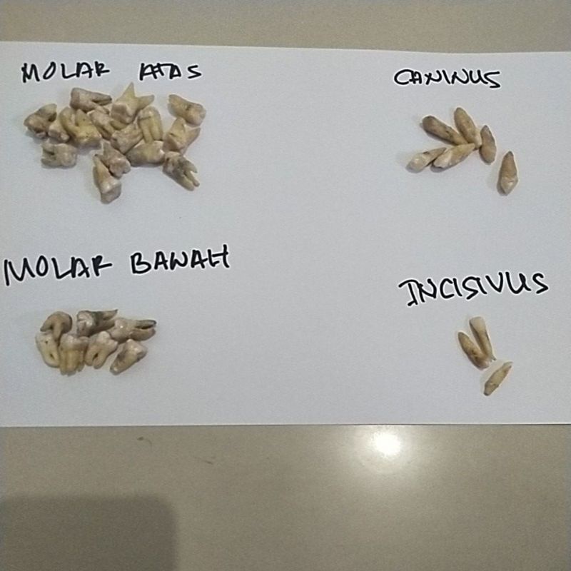 Gigi Asli Praktikum Gigi Molar Incisivus Caninus