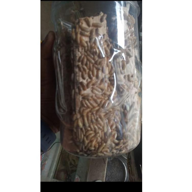 Jgn78 Pua / Poa / Rengas / Rangas