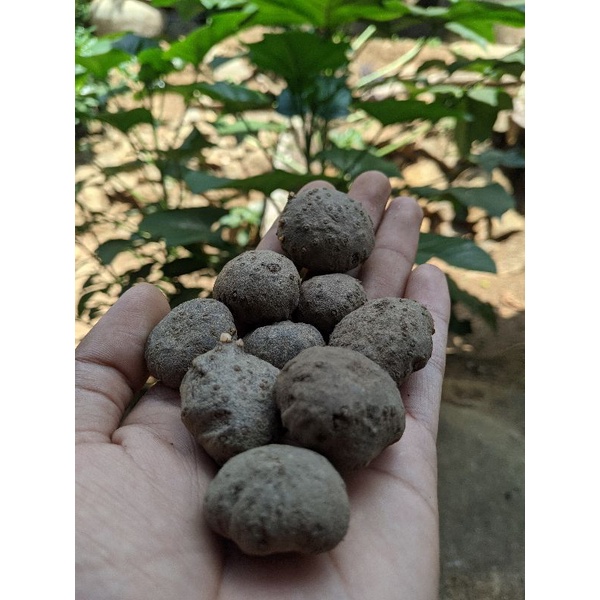 bibit porang katak siap tanam ukuran kecil,sedang, super