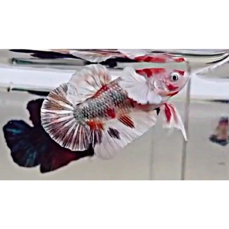 Dumbo Ear Multicolor