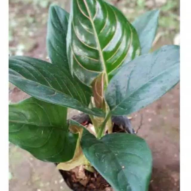 Tanaman hias aglonema rotundum tiger dewasa