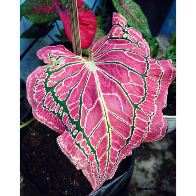 (✔️COD)Keladi Hias Wayang Pink / Tanaman Hias Bunga Caladium Batik Wayang Murah