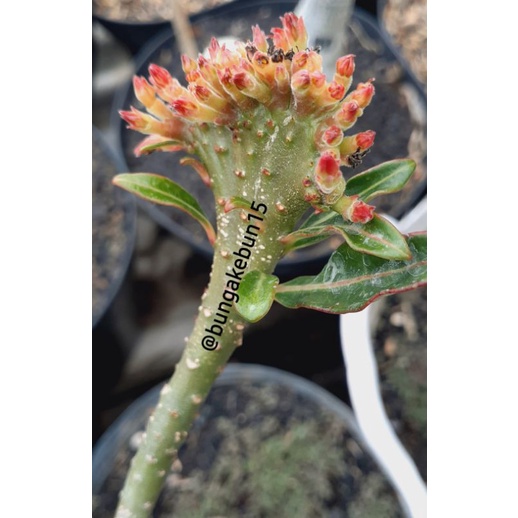 ADENIUM KRISTATA YAMAN Cabang Rimbun