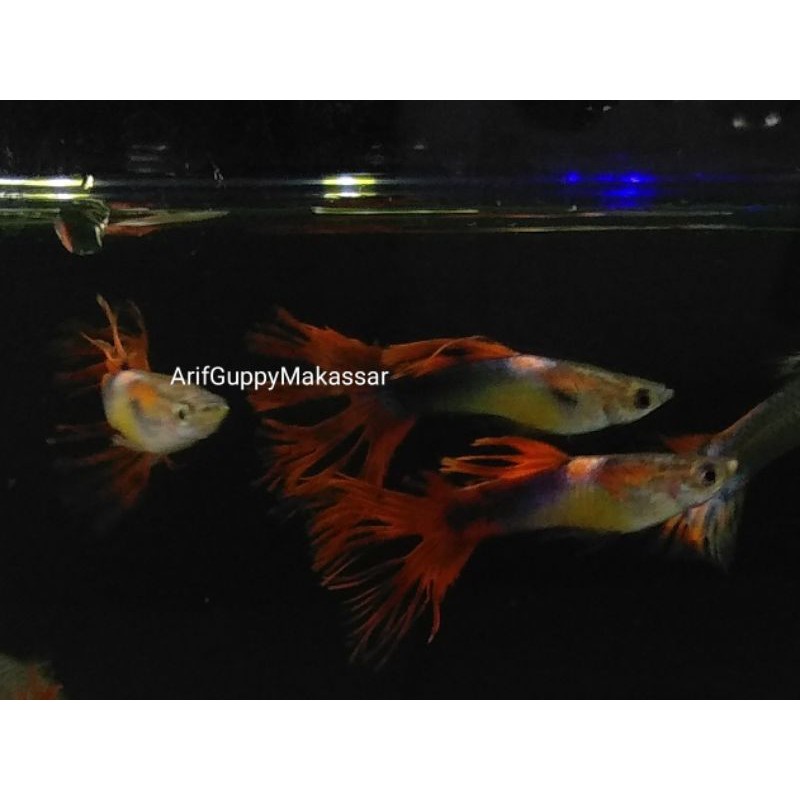 Perpasang Saddleback Crowntail CT - ikan hias guppy Makassar