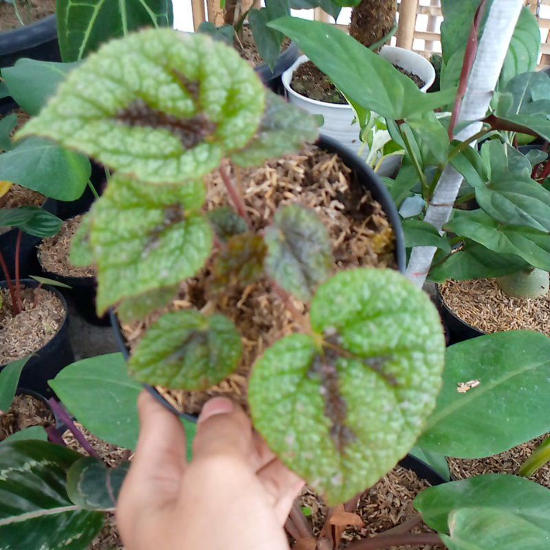 begonia tapak macan