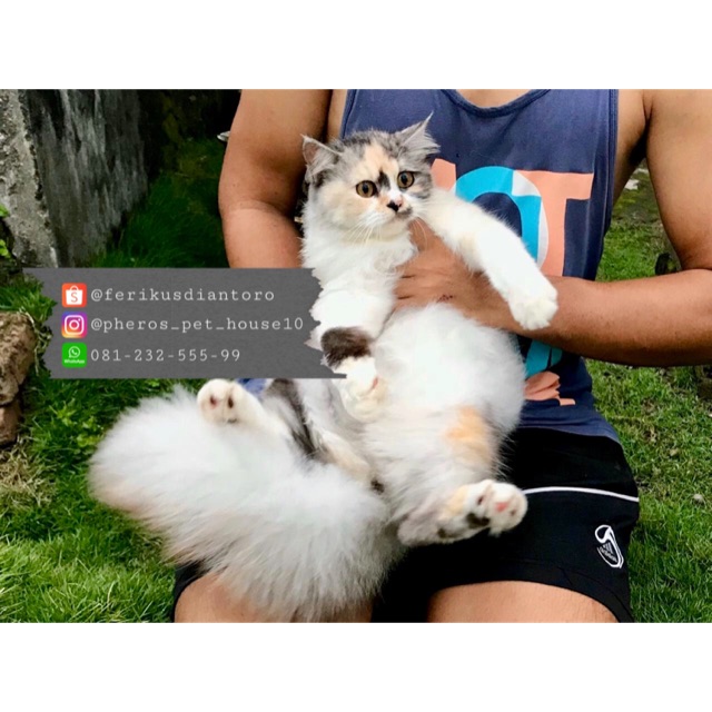 Kucing Persia Calico #pherospethouse #pheros_pet_house #pheros_pet_house10 #pherospethouse10