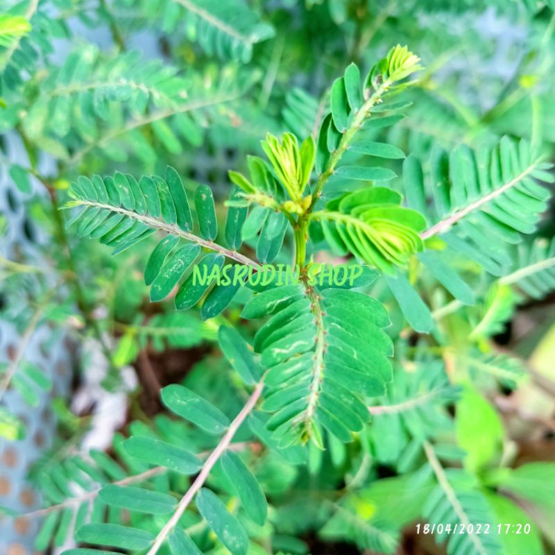 

[Fresh] BIBIT DAUN MENIRAN DI JUAL PERBATANG UTUH / TANAMAN DAUN MENIRAN