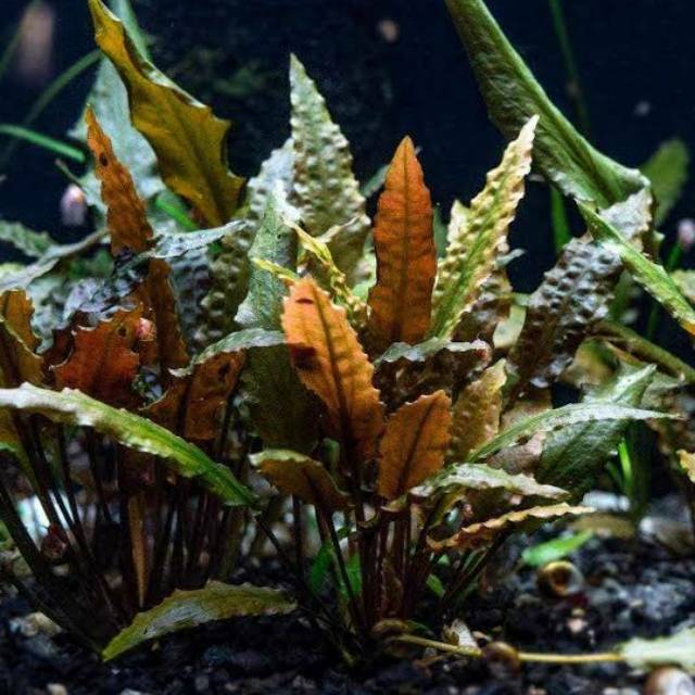 Cryptocoryne wendtii brown tropica ( Tanaman Aquascape Tanpa Co2 )