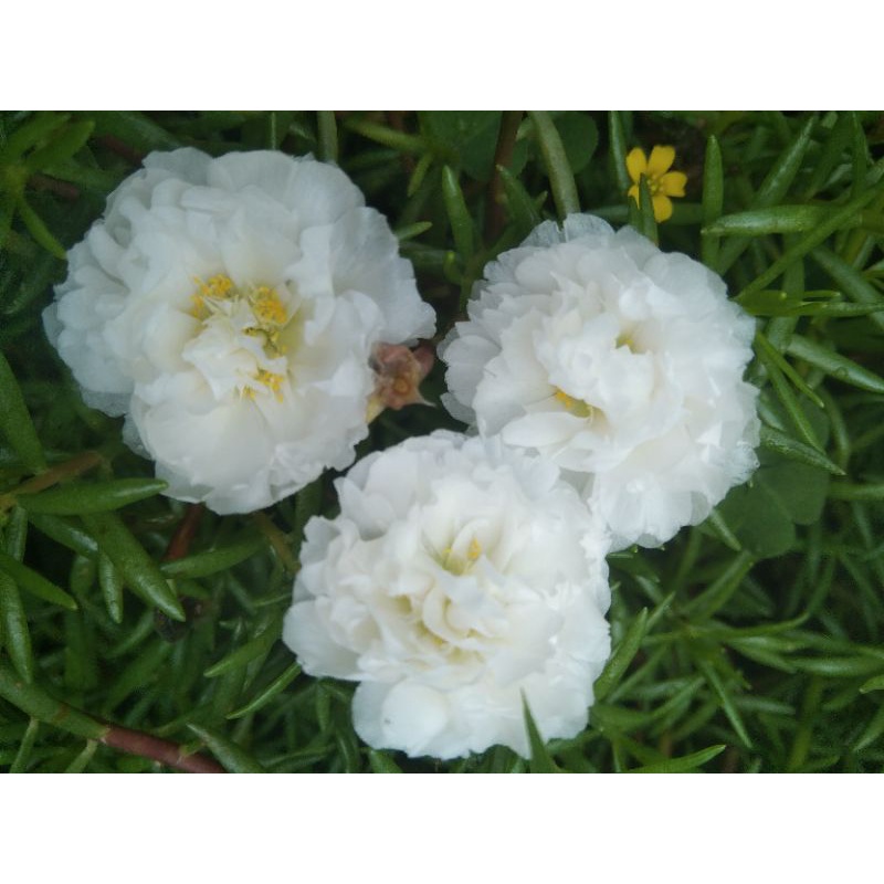 Jual Krokot Tumpuk Putih 1 Stek Batang Mossrose Portulaca Bunga Pukul 9