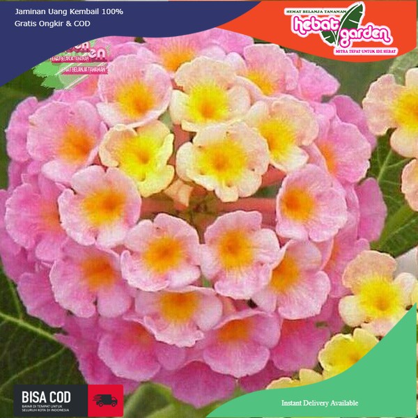Lantana bunga Pink -lantana camara radiation Pink