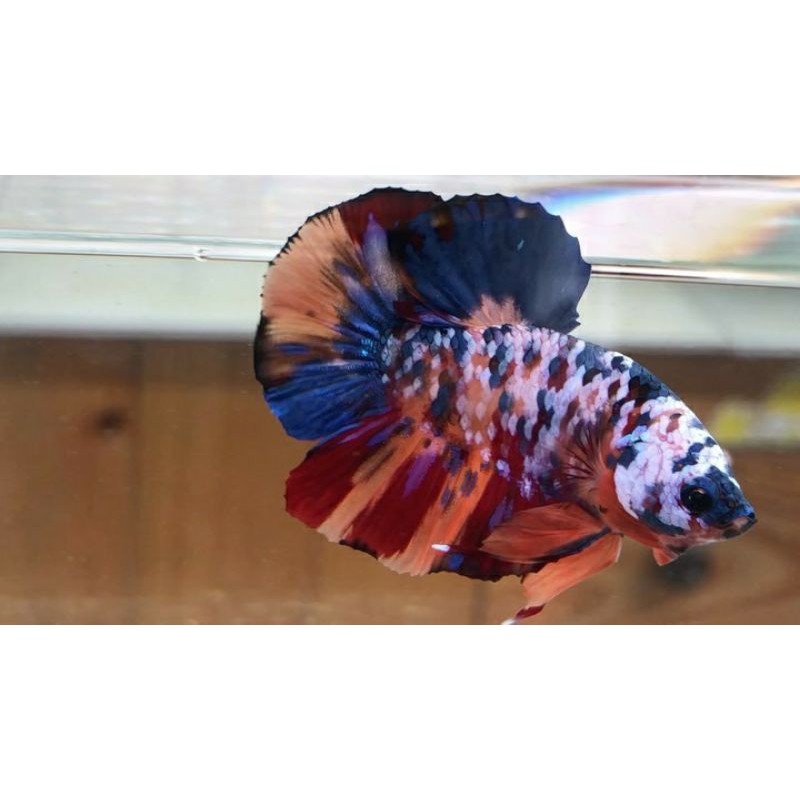 ikan cupang nemo multi masking