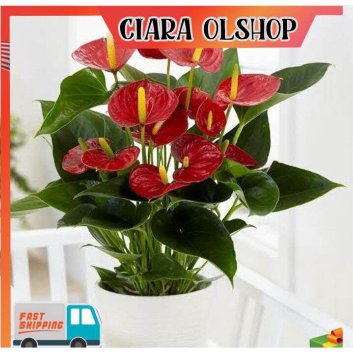 tanaman hias mickey mouse mini -tanaman hias hidup-bunga hias-bunga hidup