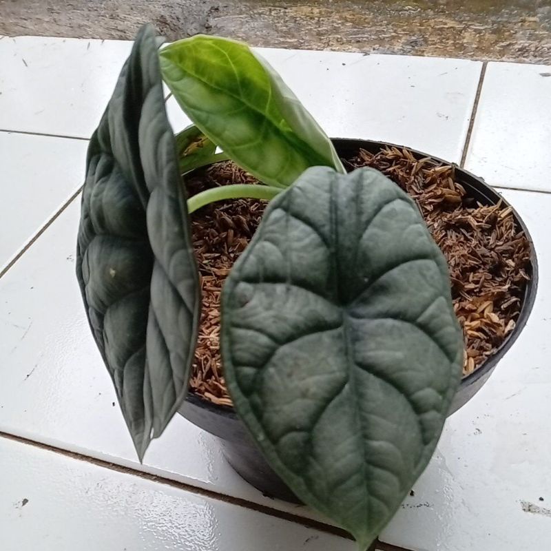 alocasia dragon silver daun ukuran remaja 3/4 daun