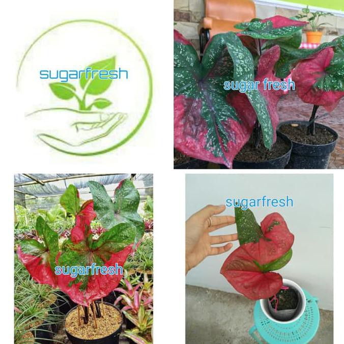 Tanaman Hias Keladi Caladium Merah Hijau