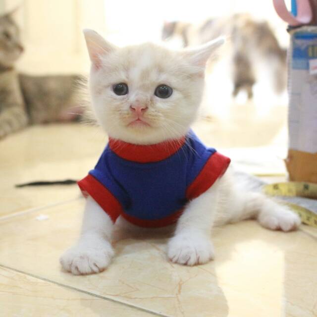 Kaos imut warna biru merah lucu untuk kucing  dan anjing 