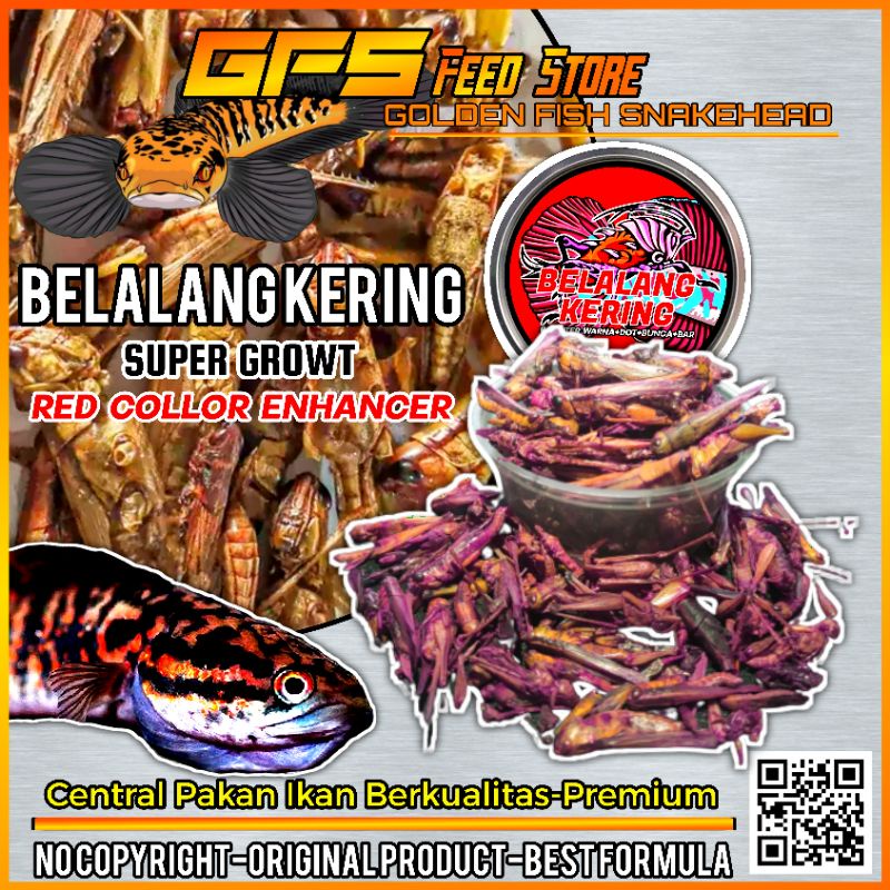 Belalang Kering Kemasan Cup Pakan Ikan Predator