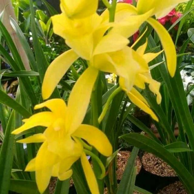 cymbidium golden boy