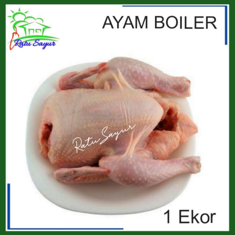 

AYAM BOILER/Ratu Sayur Cikeas [1ekor]