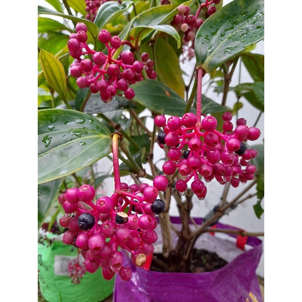 

Buah parijoto siap konsumsi per tangkai ukuran kecil (30g-50g / tangkai)