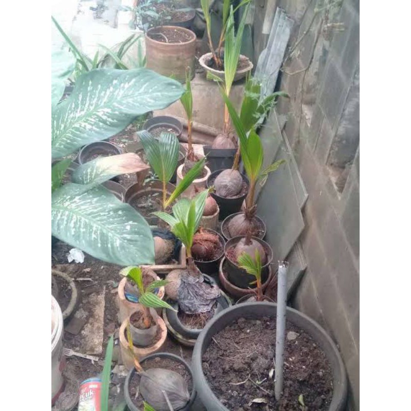 bibit bonsai kelapa gading / bahan bonsai kelapa kuning