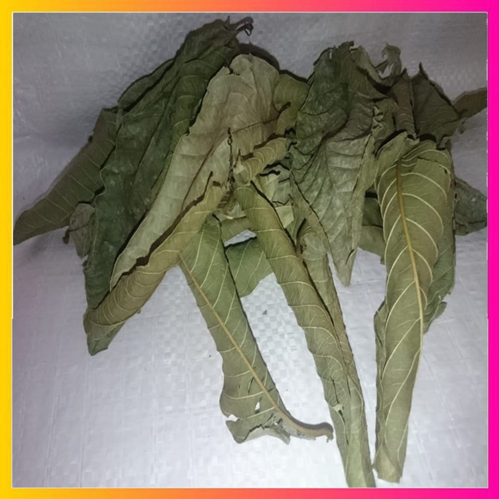 

daun jambu biji hutan bubuk 500 gram premium