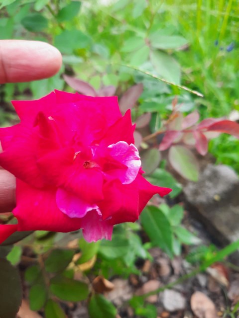 Pengaduk Minuman, Hand Mixer Frother, & Telur Mini Mixer