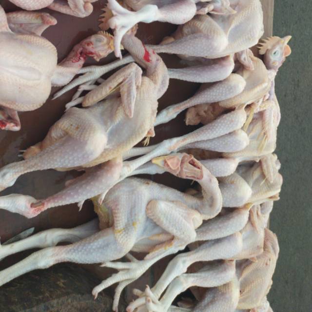 

Ayam pejantan #ayamsegar #ayamfresh #ayamboiler #dagingsegar #ayammurah #ayamutuh