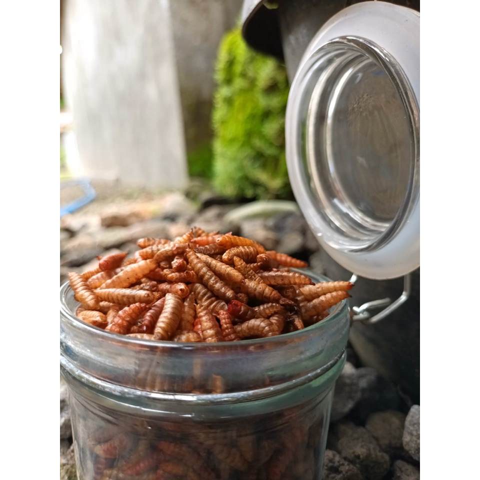 RED Booster Maggot Kering A+ 100gr Spesial Channa Maru, Limbata, Koi, Predator Pakan Ikan Hias | Dri