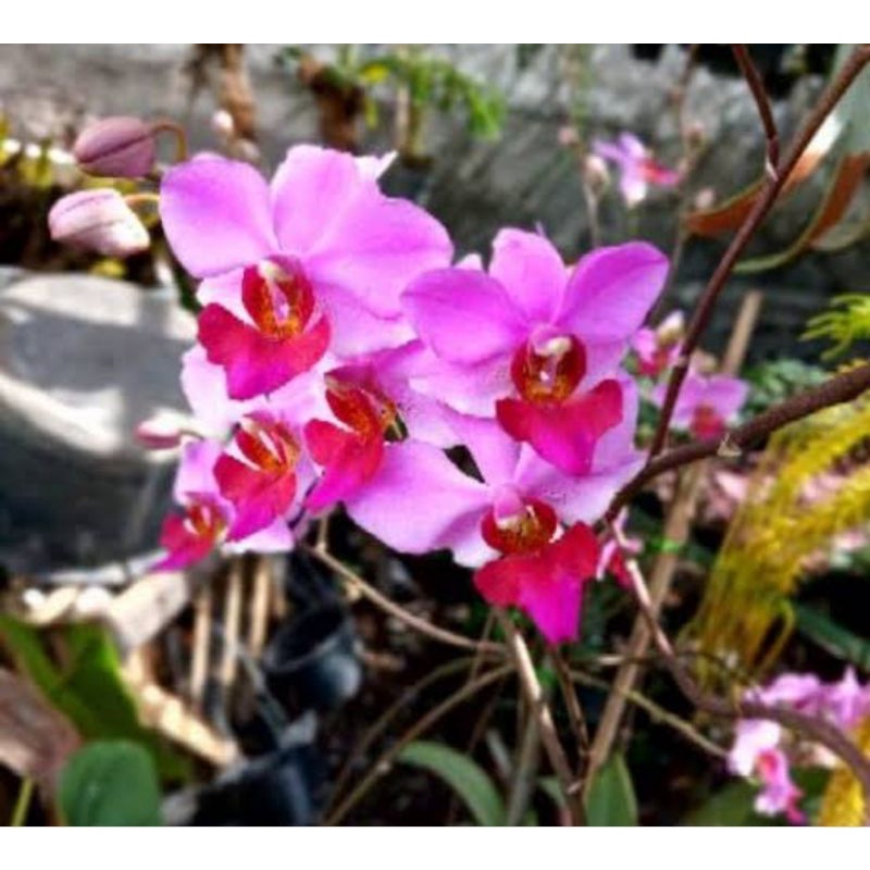 anggrek doritis lidah merah ( spesies)