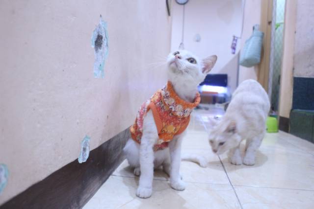 Baju rajut warna orange untuk kucing dan anjing / baju kucing murah size S M L XL