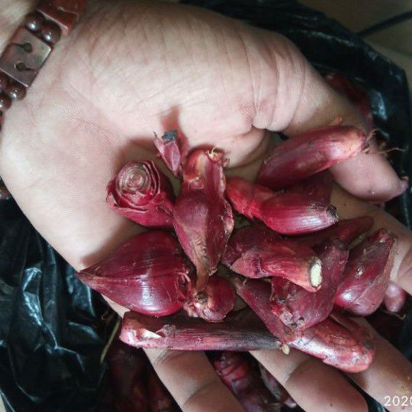 

Bawang dayak bawang perahu segar 500 gram
