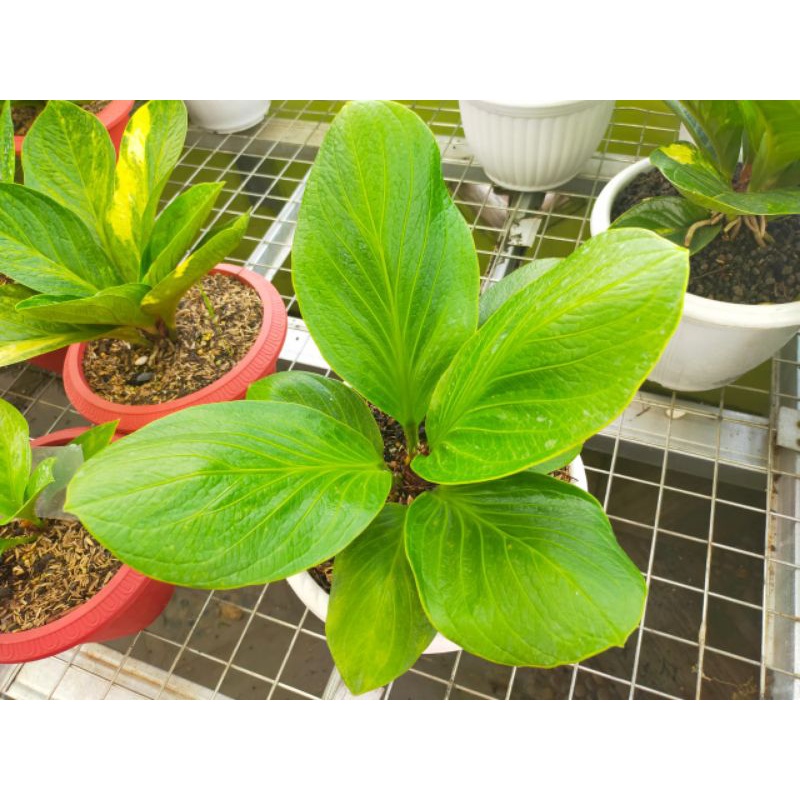 paket jemani cobra Lawu dan Eka hulk