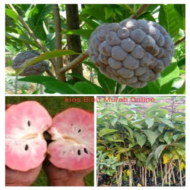 Bibit Tanaman Buah Srikaya Merah - Srikaya Merah  Cepat Berbuah